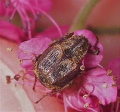 Valgus canaliculatus