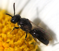 Hylaeus mesillae cressoni