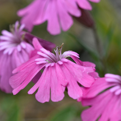 Silene hookeri hookeri