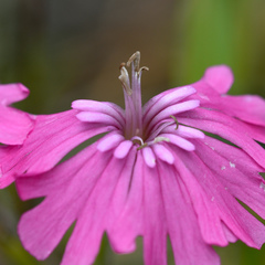 Silene hookeri hookeri