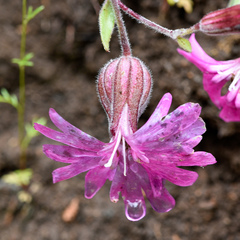 Silene hookeri hookeri