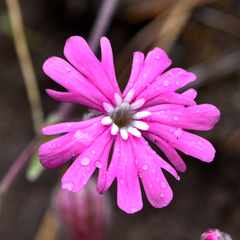 Silene hookeri hookeri