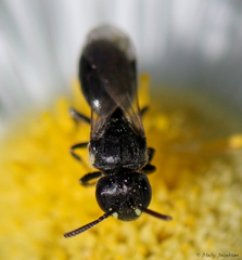 Hylaeus mesillae cressoni