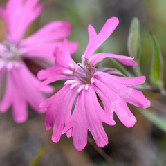 Silene hookeri hookeri