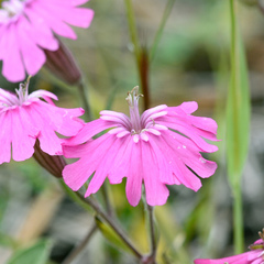 Silene hookeri hookeri