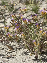 Phacelia bicolor