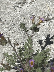 Phacelia bicolor