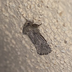 Acrolophus sinclairi