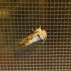 Acrolophus sinclairi