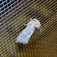 Acrolophus sinclairi