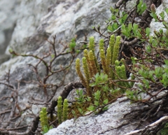 Huperzia appressa