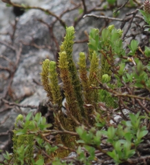 Huperzia appressa