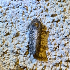 Acrolophus sinclairi