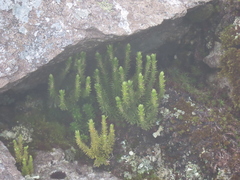 Huperzia appressa
