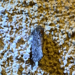 Acrolophus sinclairi