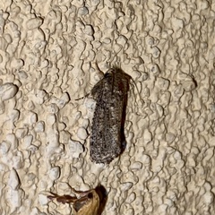 Acrolophus sinclairi