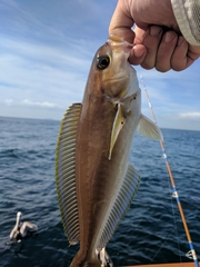 Caulolatilus princeps