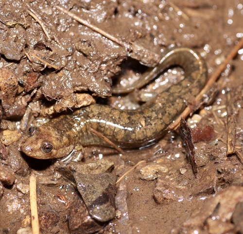 Kanawha Blackbelly Salamander