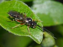 Tryphoninae