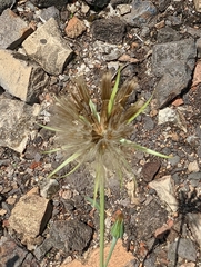 Tragopogon