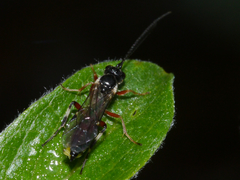 Tryphoninae