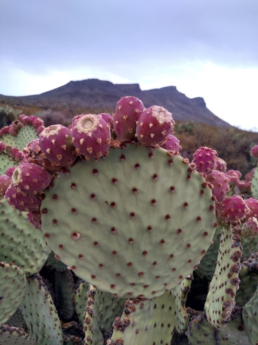 Blind Pricklypear