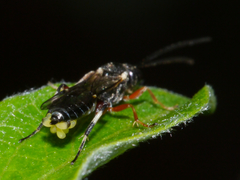 Tryphoninae