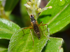 Compsobata kennicotti