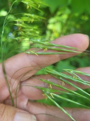Bromus laevipes