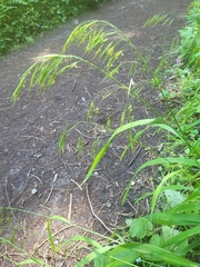 Bromus laevipes