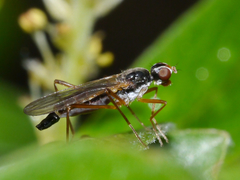 Compsobata kennicotti