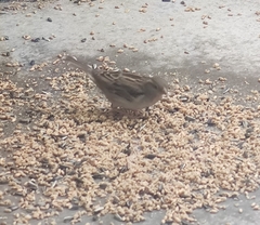 Passer domesticus