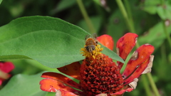 Palpada mexicana