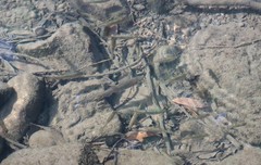 Hesperoleucus venustus subditus