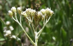 Antennaria argentea
