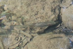 Hesperoleucus venustus subditus