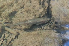 Hesperoleucus venustus subditus