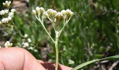 Antennaria argentea