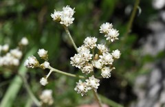 Antennaria argentea