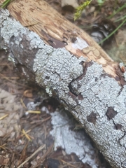 Pertusaria subambigens