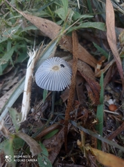 Parasola plicatilis