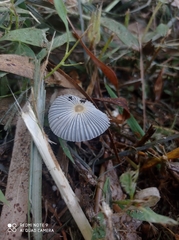 Parasola plicatilis