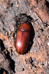 Uloma culinaris