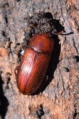Uloma culinaris