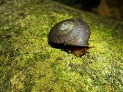 Lucerna chemnitziana