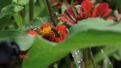 Palpada mexicana