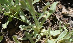 Antennaria argentea