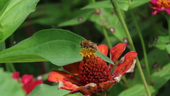 Palpada mexicana