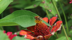 Palpada mexicana