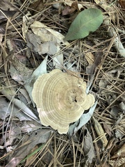 Microporellus dealbatus